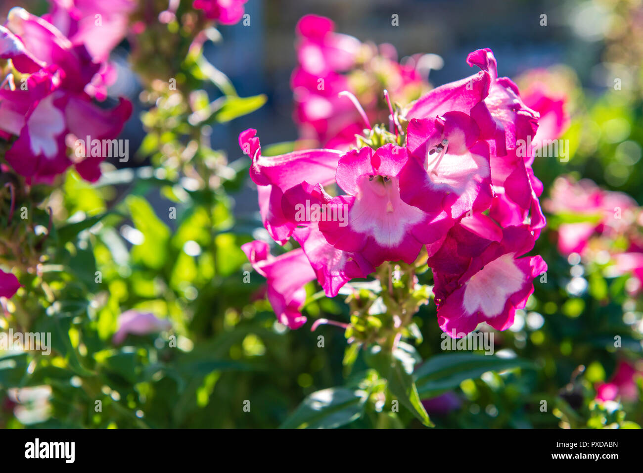 Penstemon 'Pentastic pink' garden plant, UK. Stock Photo