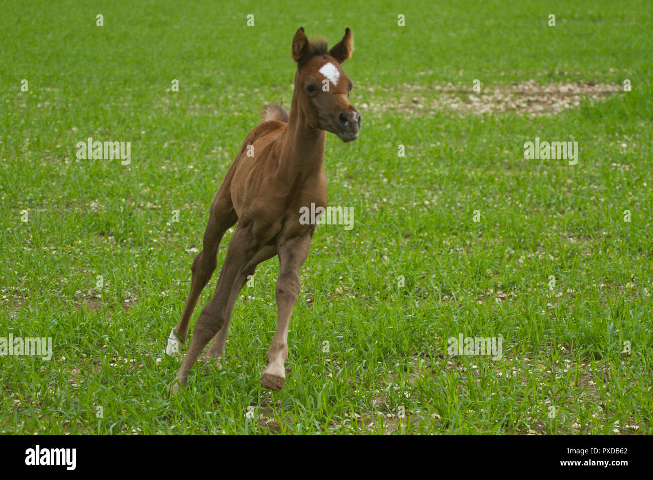 Arabian horse Foal Stock Photo