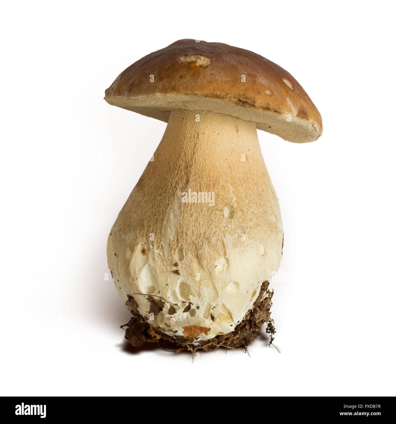 Boletus edulis mushroom isolated on brown background, clipping path included into jpeg Stock Photo