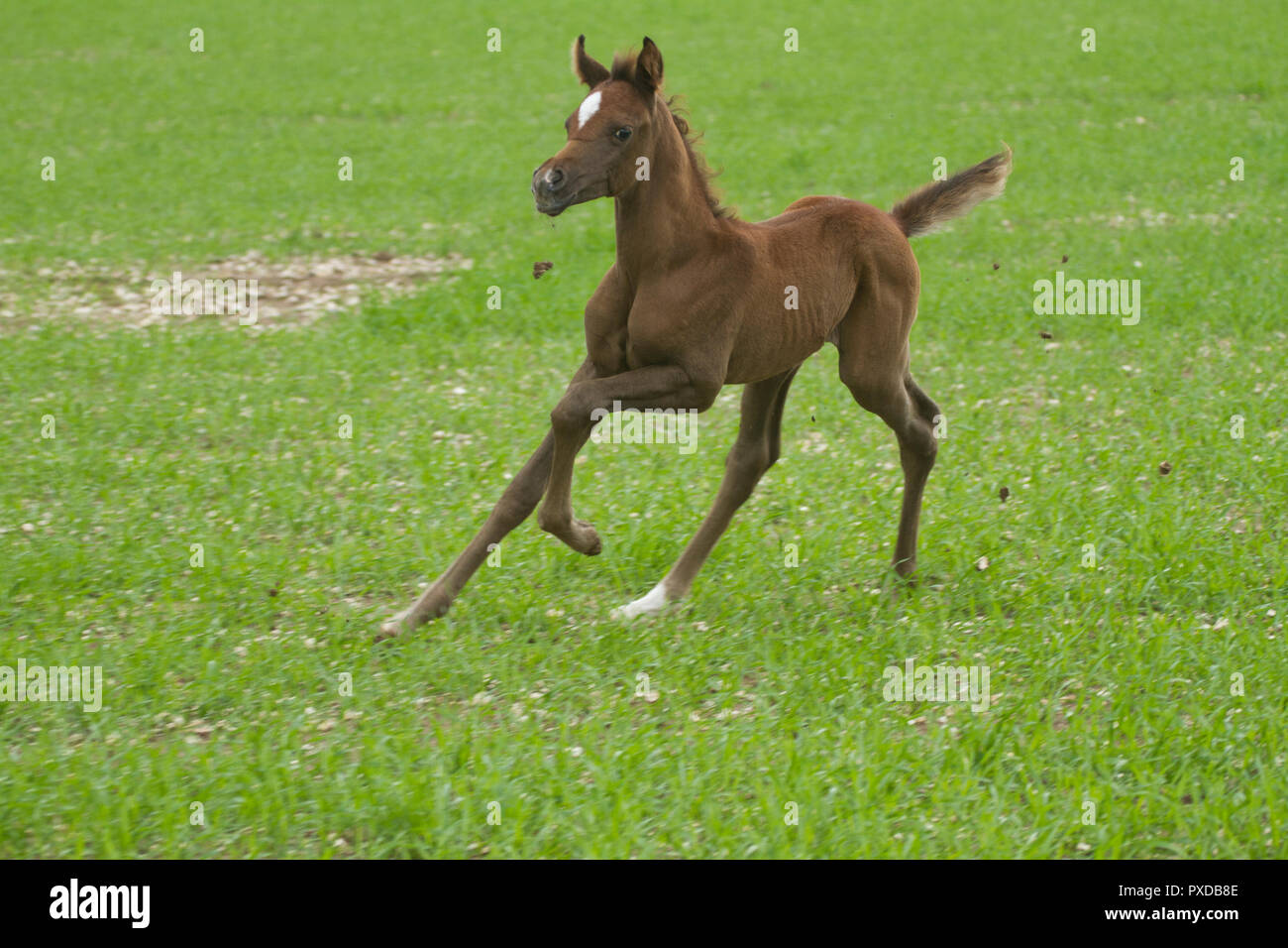 Arabian horse Foal Stock Photo