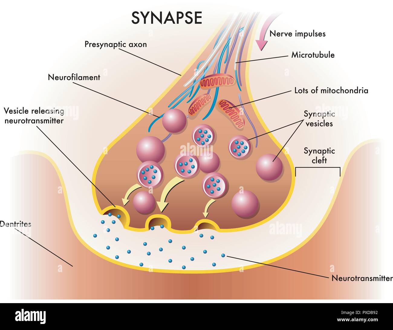 medical illustration of elements of synapse Stock Vector