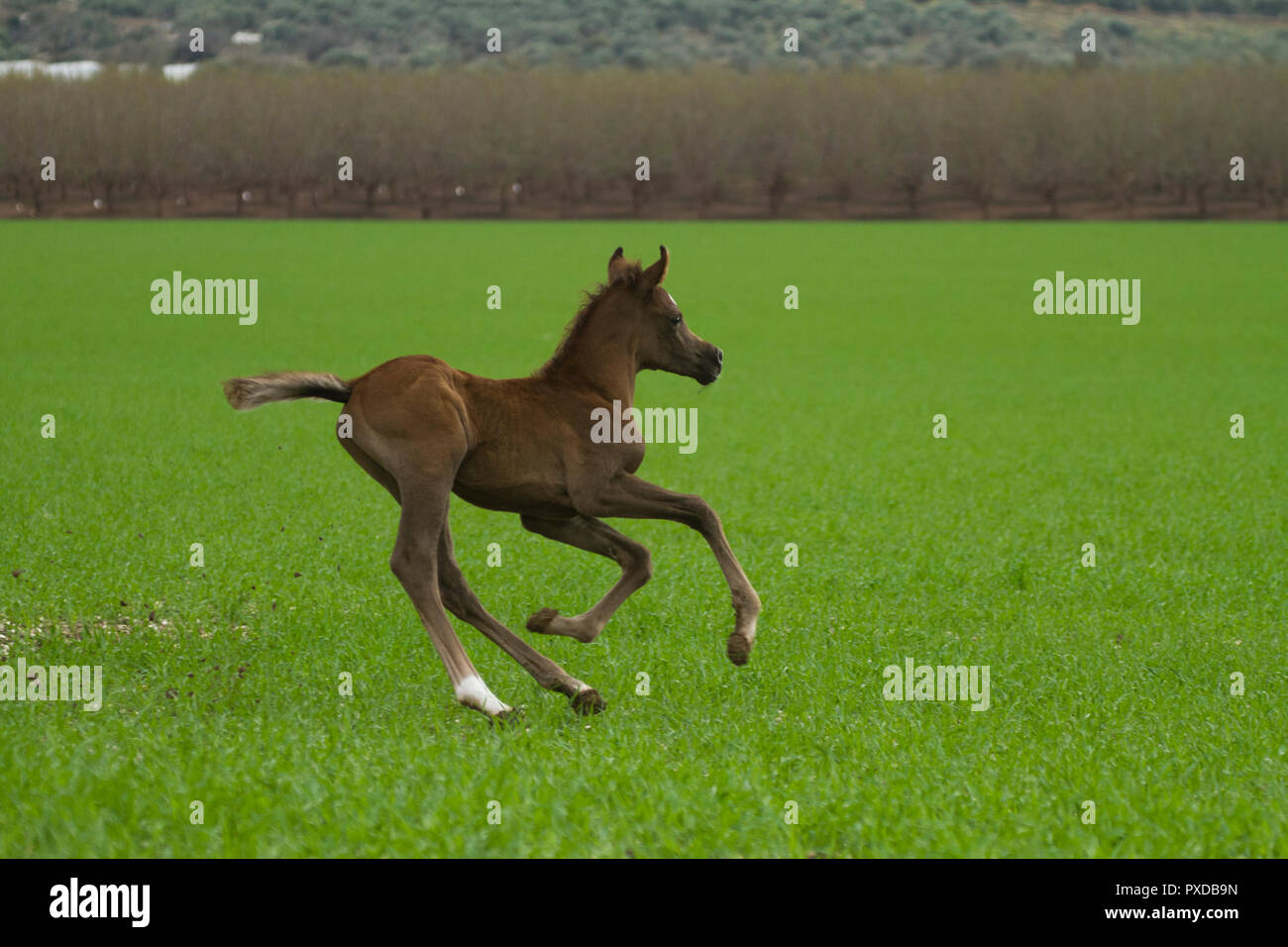 Arabian horse Foal Stock Photo