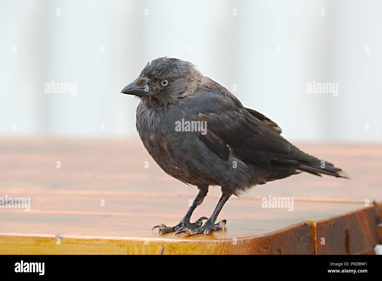 Young crow on a table Stock Photo