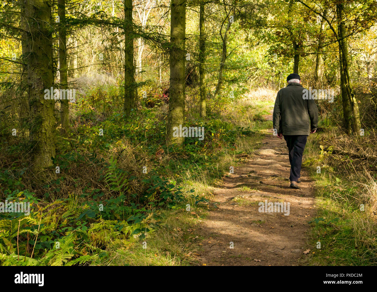 Older man walking on woodland footpath in  Autumn, Butterdean wood, Woodland Trust, East Lothian, Scotland, Uk Stock Photo