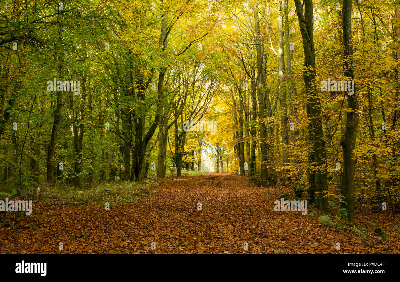 Autumn tree tunnel colours in Butterdean wood, Woodland Trust, East Lothian, Scotland, UK Stock Photo