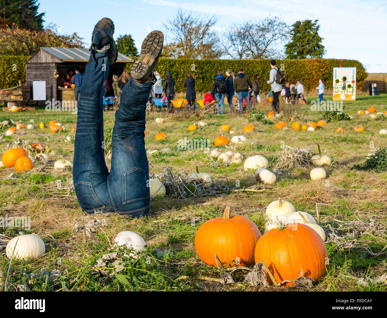 Quirky upside down dummy legs in pumpkin field, East Lothian, Scotland, UK Stock Photo