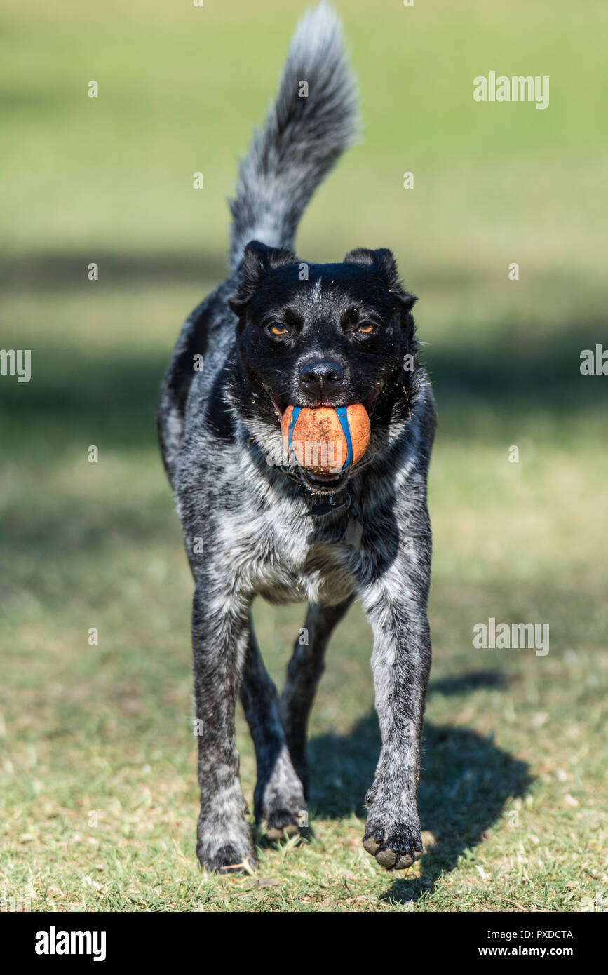 Enthusiastic Australian Shepard Heeler mixed breed dog has ears pulled down as he brings the ball back across the park grass. Stock Photo