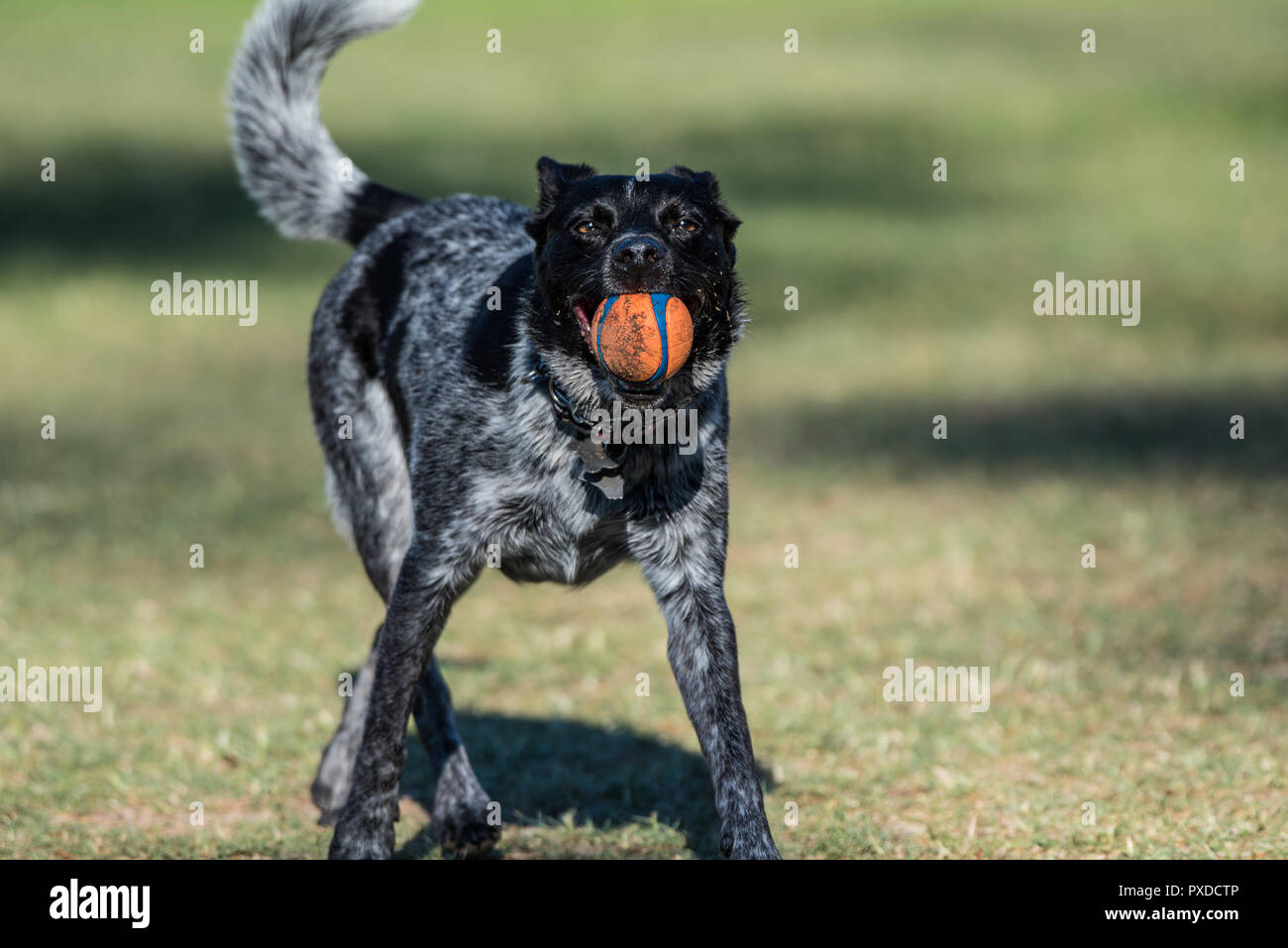 Playful Australian Shepard Heeler mixed breed dog has firm grasp in mouth as he brings the ball back across the park grass. Stock Photo