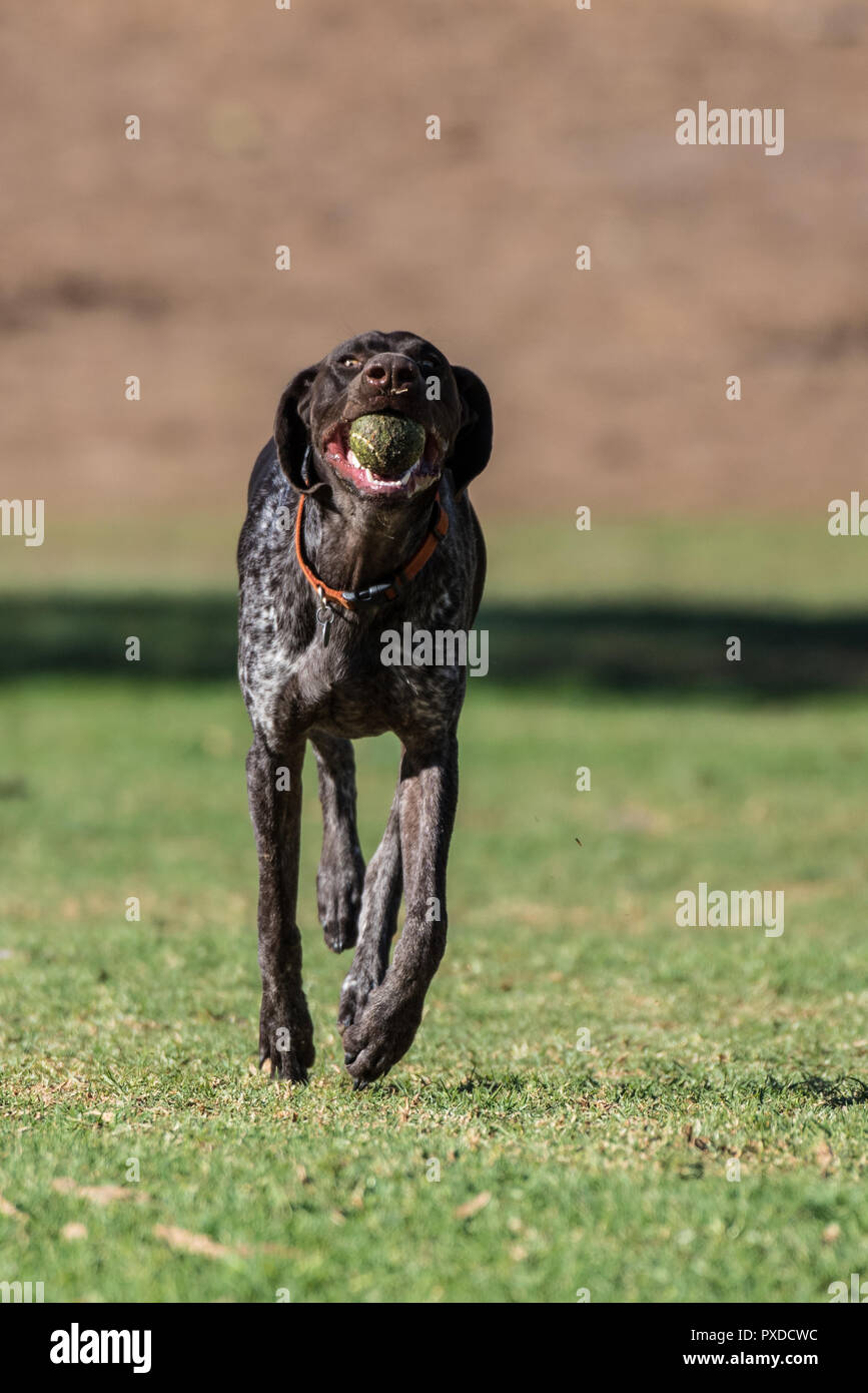 Geman Short Hair Bird Dog Showing Wide Eyes While Running At Full