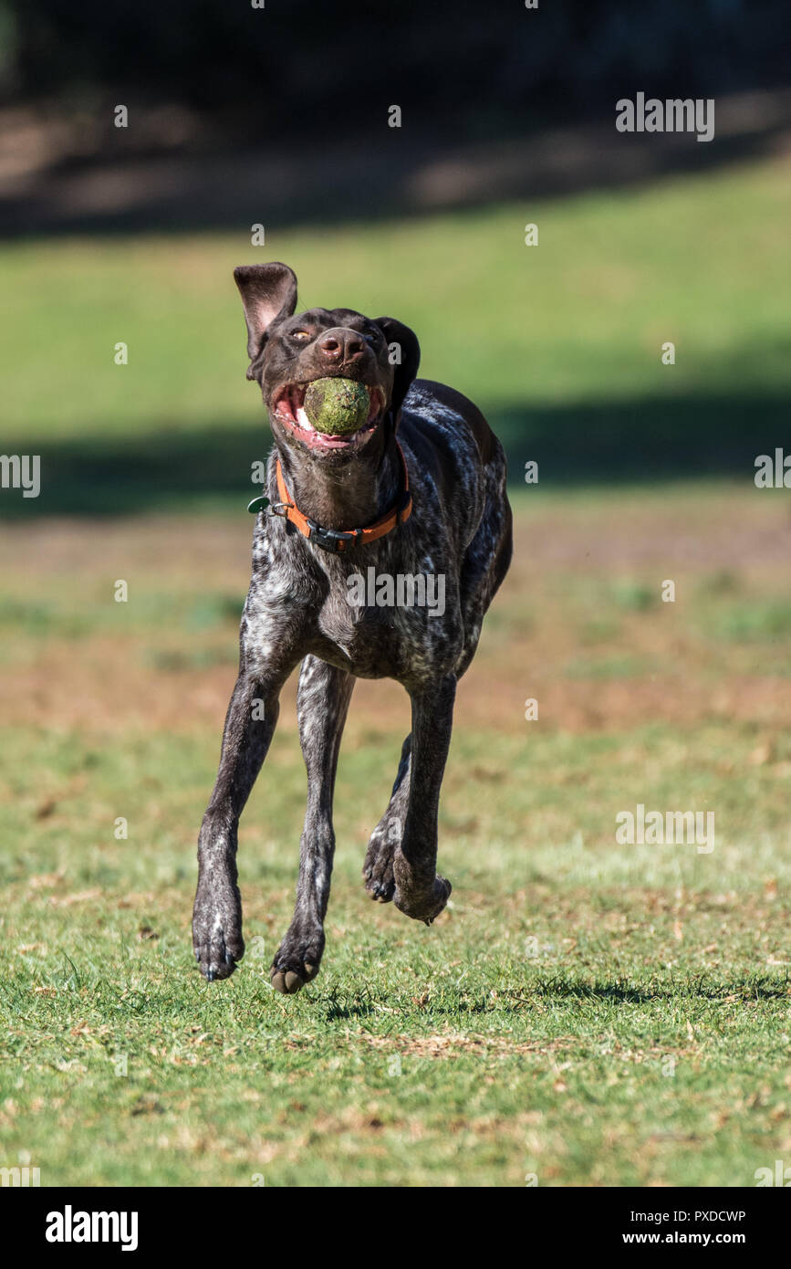 Geman Short Hair Bird Dog Showing Floppy Ears While Running At