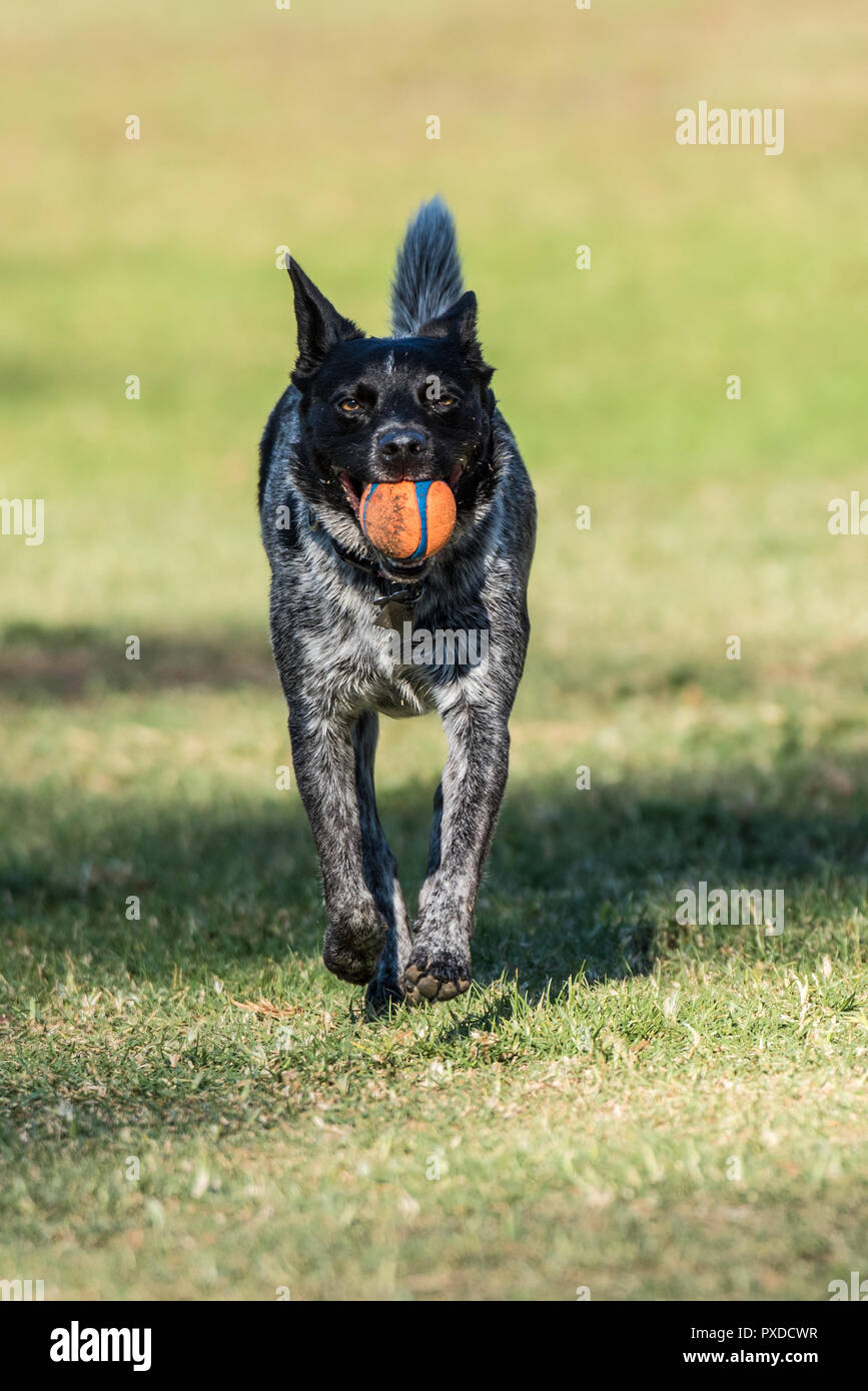 Enthusiastic Australian Shepard Heeler mixed breed dog looking straight ahead as he brings the ball back across the park grass. Stock Photo