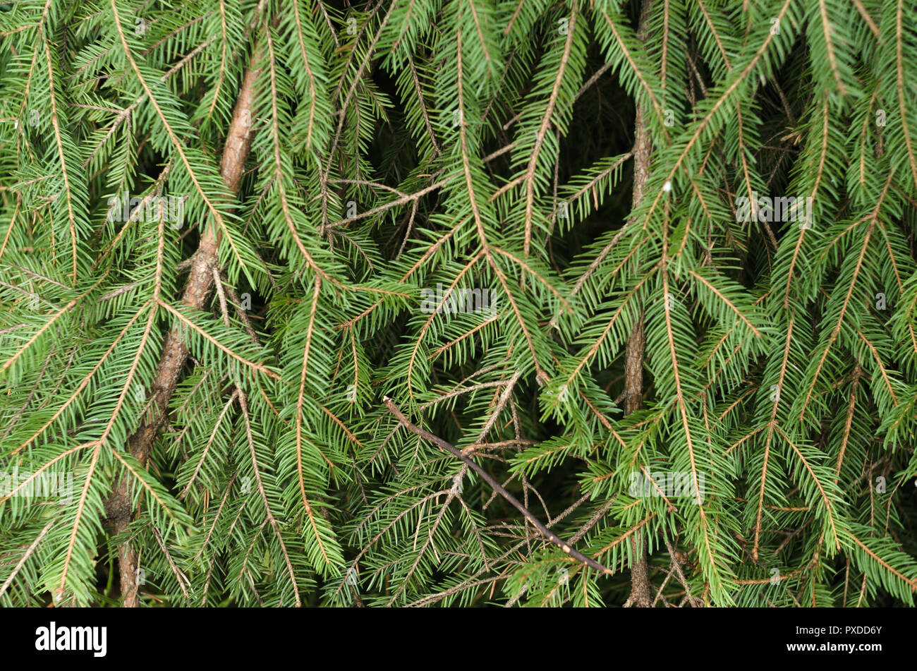 Foliage of Norway spruce. Stock Photo