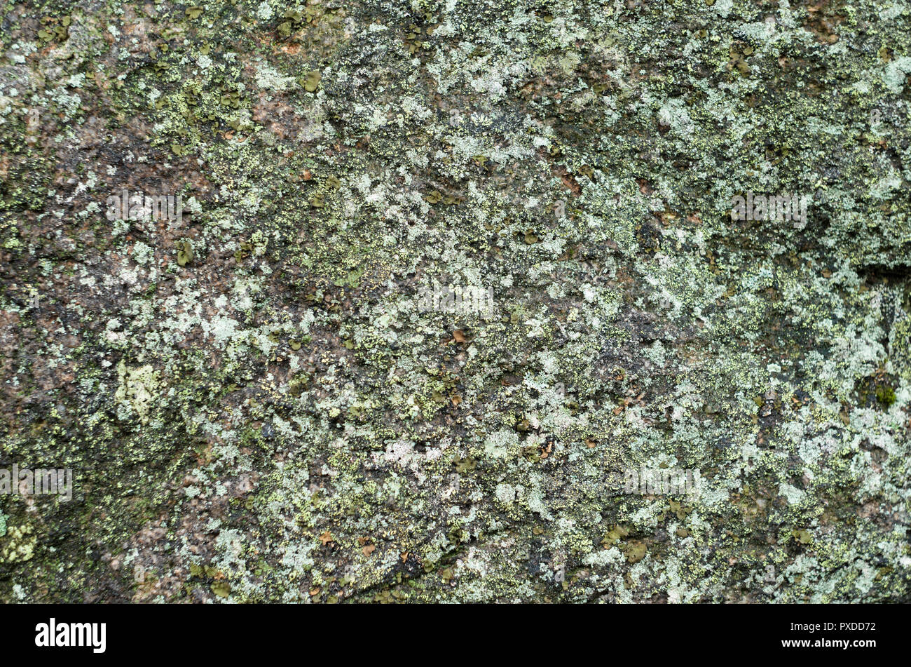 Surface of rock covered by lichenes and moss Stock Photo - Alamy