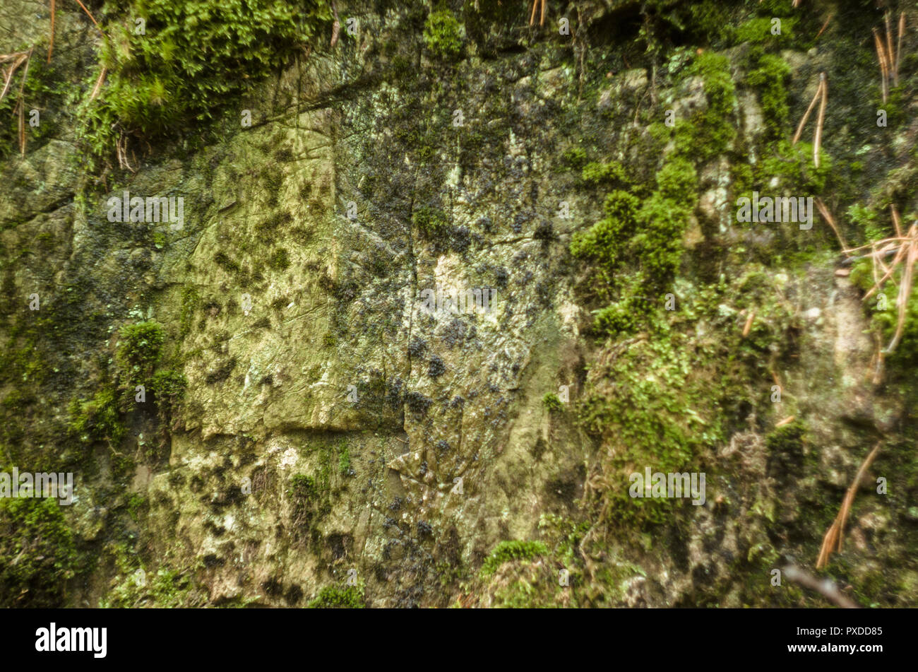 Surface of rock covered by lichenes and moss Stock Photo - Alamy