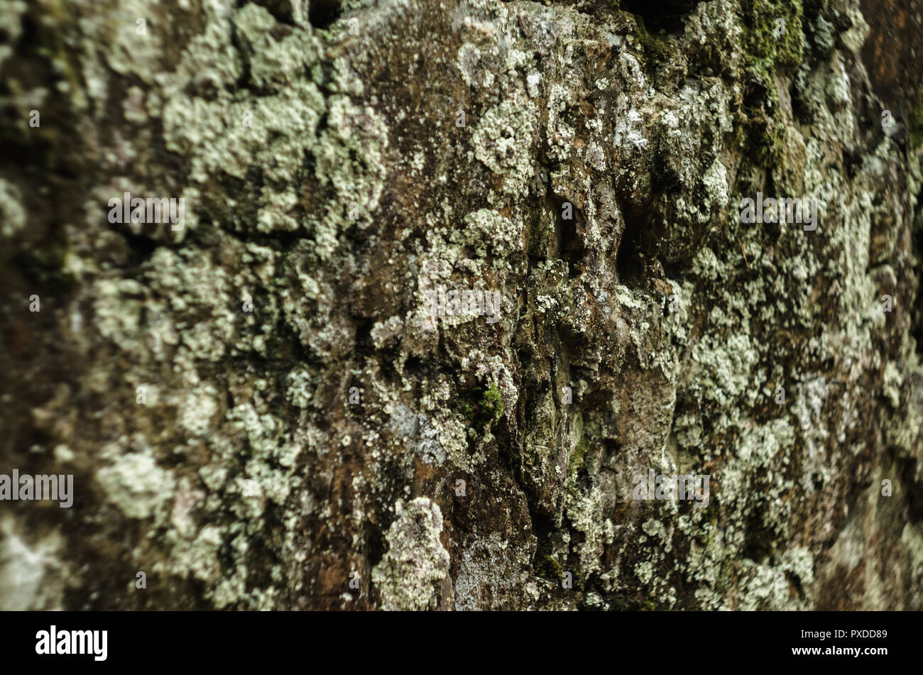 Surface of rock covered by lichenes. Stock Photo