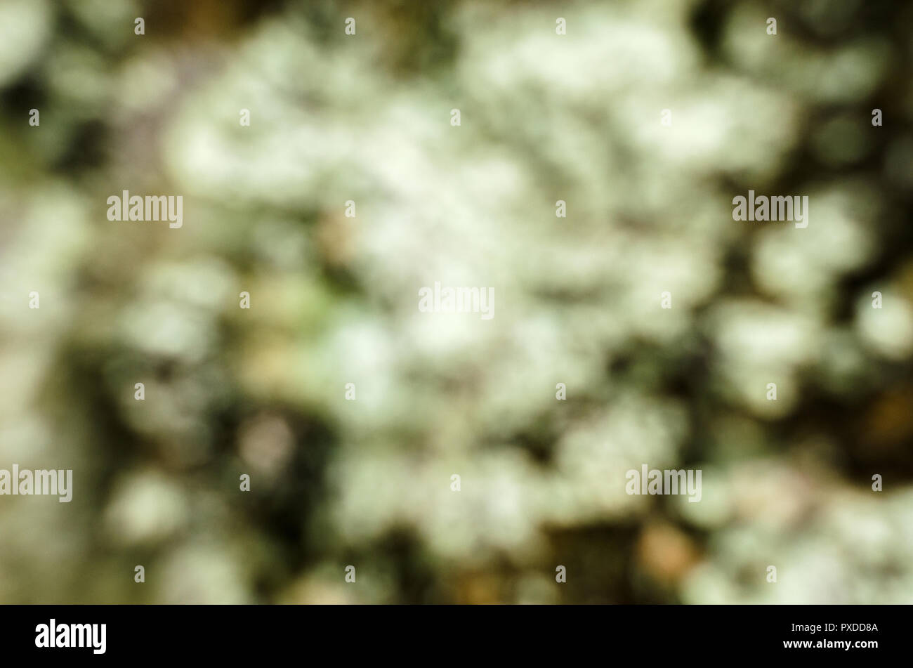 Surface of rock covered by lichenes in the shape of viking's face. Stock Photo