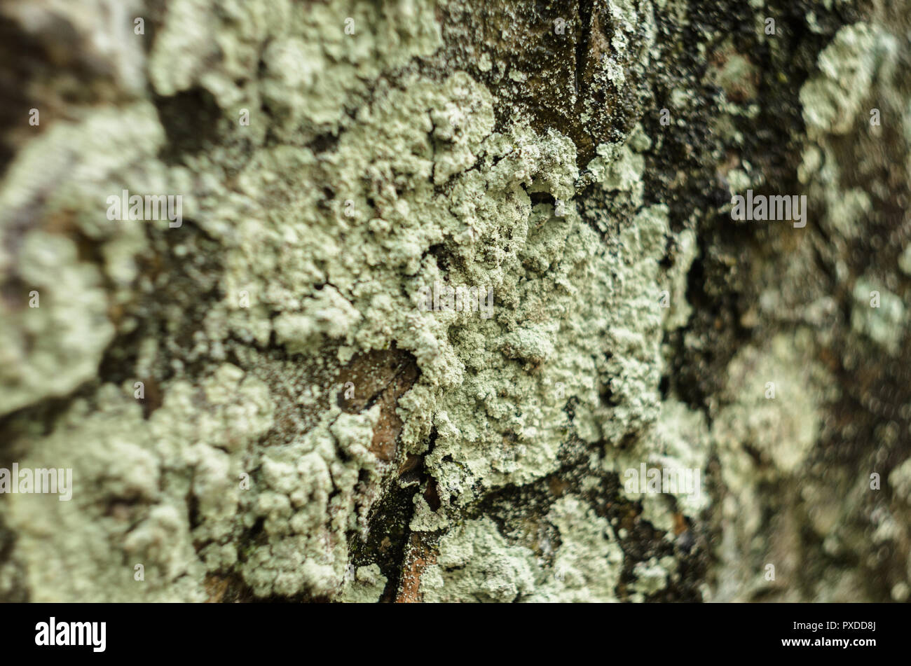 Surface of rock covered by lichenes. Stock Photo