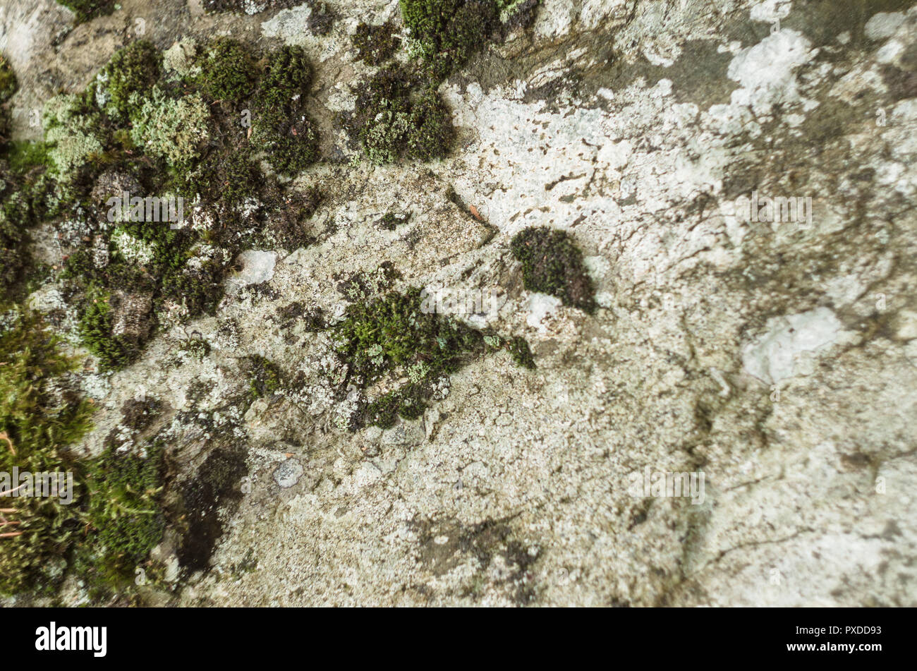 Surface of rock covered by lichenes and moss Stock Photo - Alamy