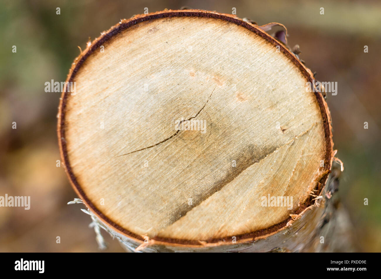 Young birch log cross section, isolated on blurry background. Stock Photo