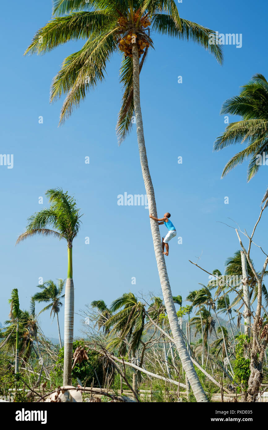 Man climbing Coconut Tree, Baracoa, Cuba Stock Photo