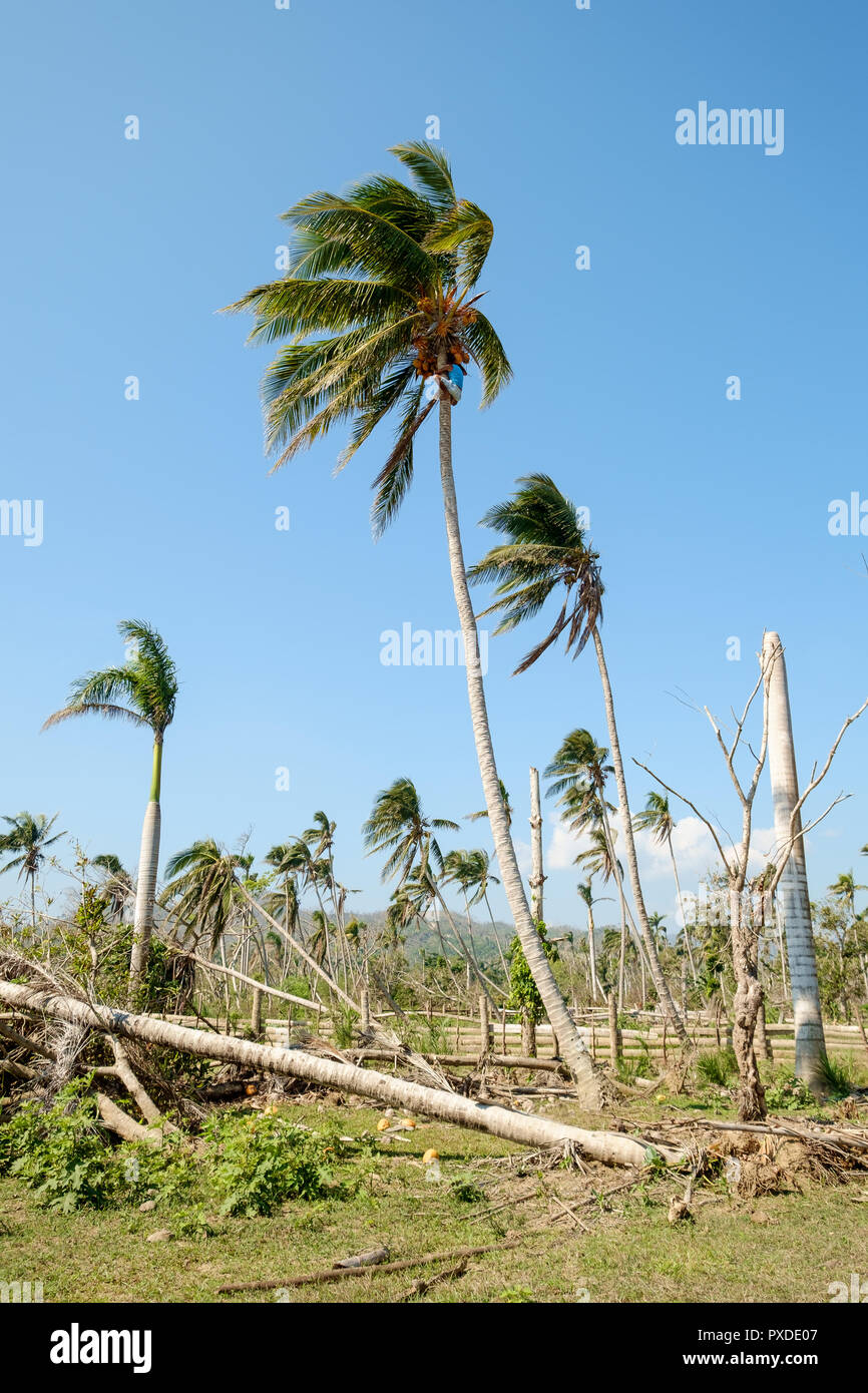 Man climbing Coconut Tree, Baracoa, Cuba Stock Photo