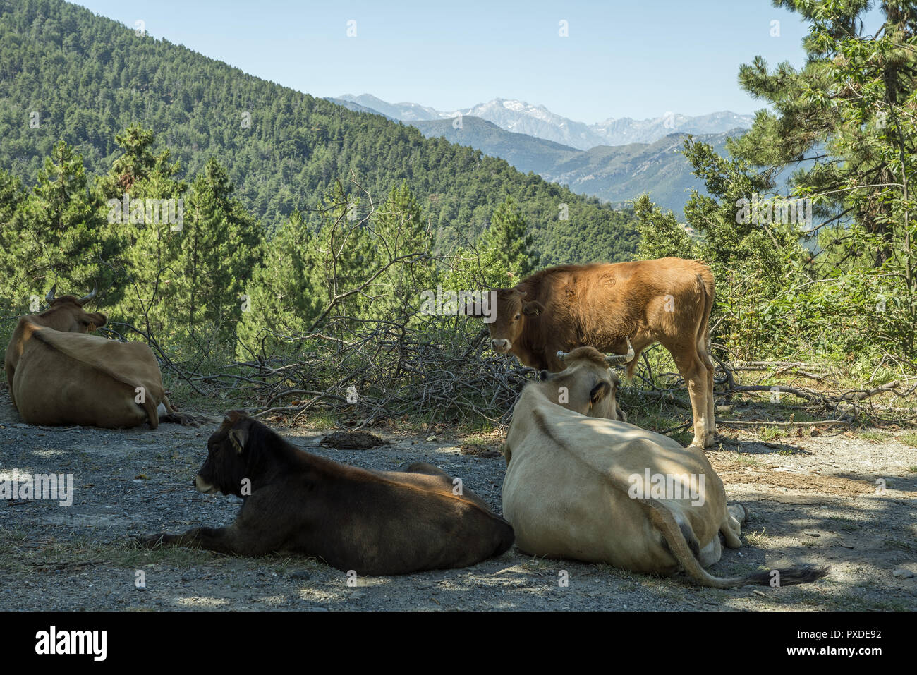 Cows lying on a mountain road - a typical view in the Corsican province. Kühe, die auf einer Gebirgsstraße liegen - eine typische Ansicht. Stock Photo