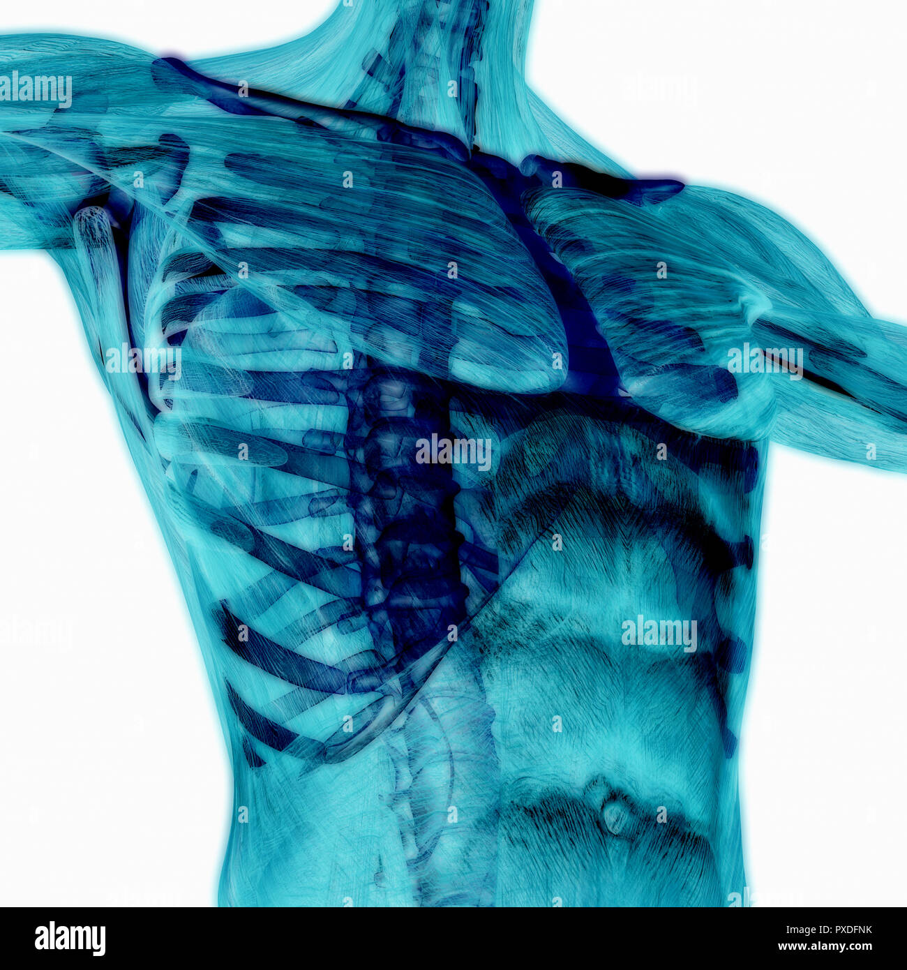 Human Body Muscles Anatomy Stock Photo Alamy