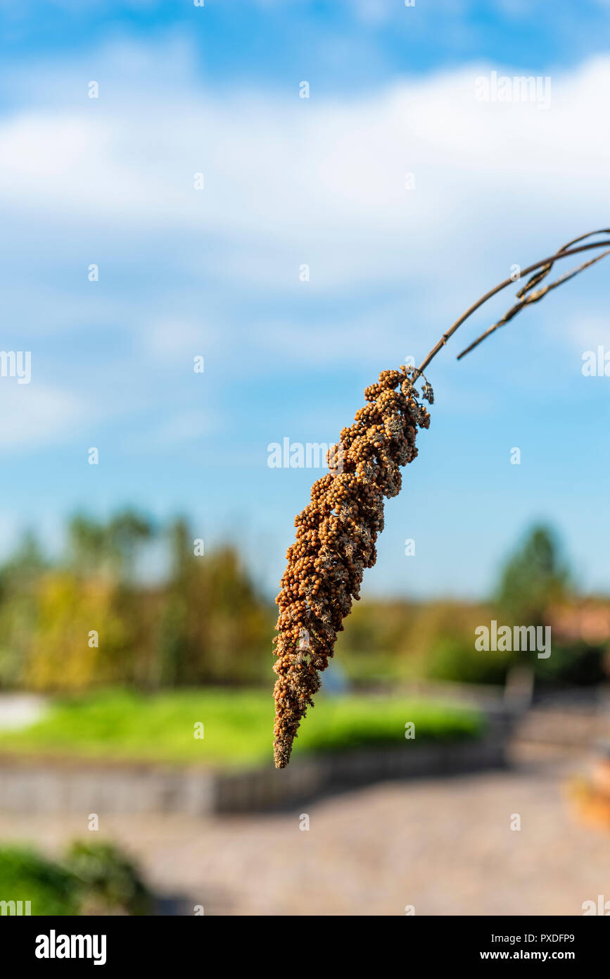 Foxtail Millet Hylander, Setaria italica, Poaceae. Close up of seed head. Stock Photo