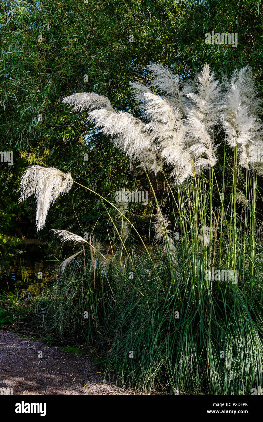 Cortaderia selloana Sunningdale Silver, pampas grass, tussock grass. Stock Photo