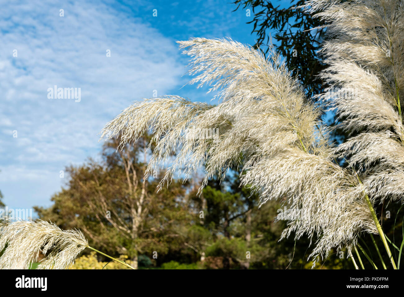 Cortaderia selloana Sunningdale Silver, pampas grass, tussock grass. Stock Photo