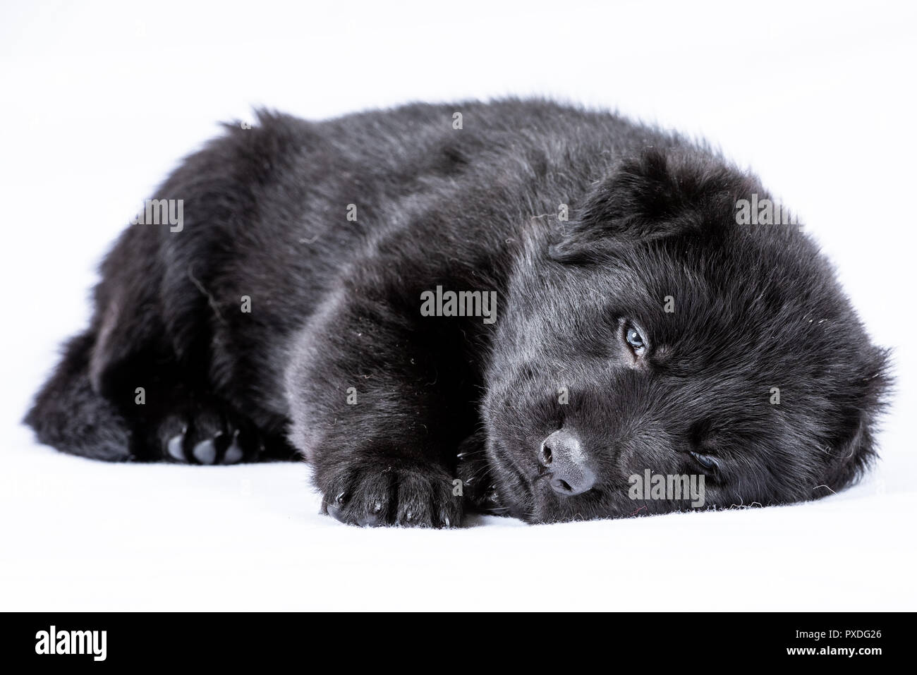 Newfoundland german cheap shepherd puppies
