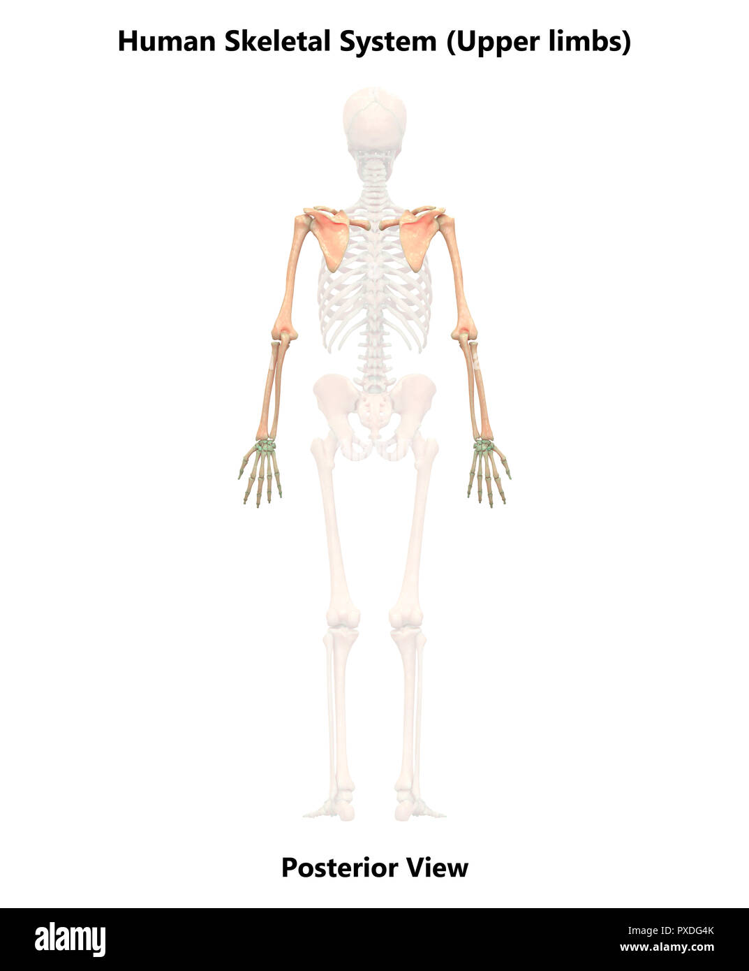 Human Skeleton System Bones Posterior View Anatomy Stock Photo