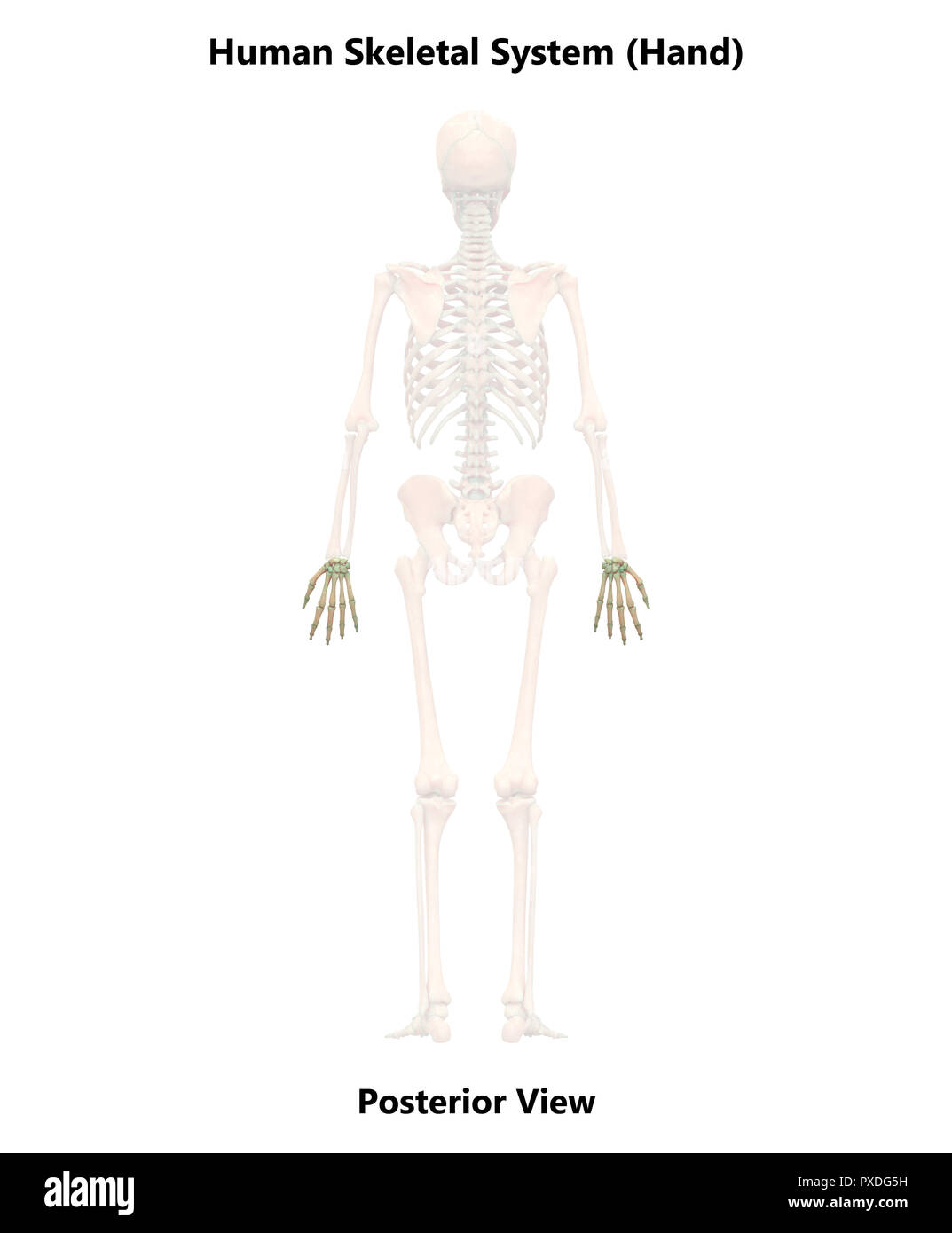 res stock photography and images Biology Diagrams