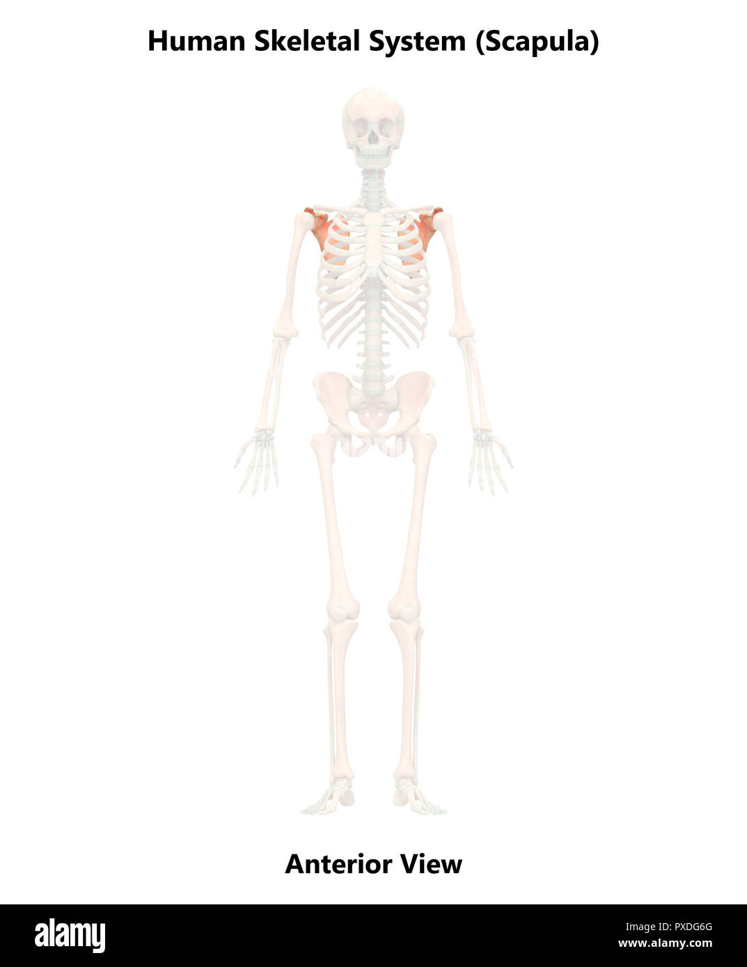 Lower Back Pain Illustration Stock Photos & Lower Back Pain