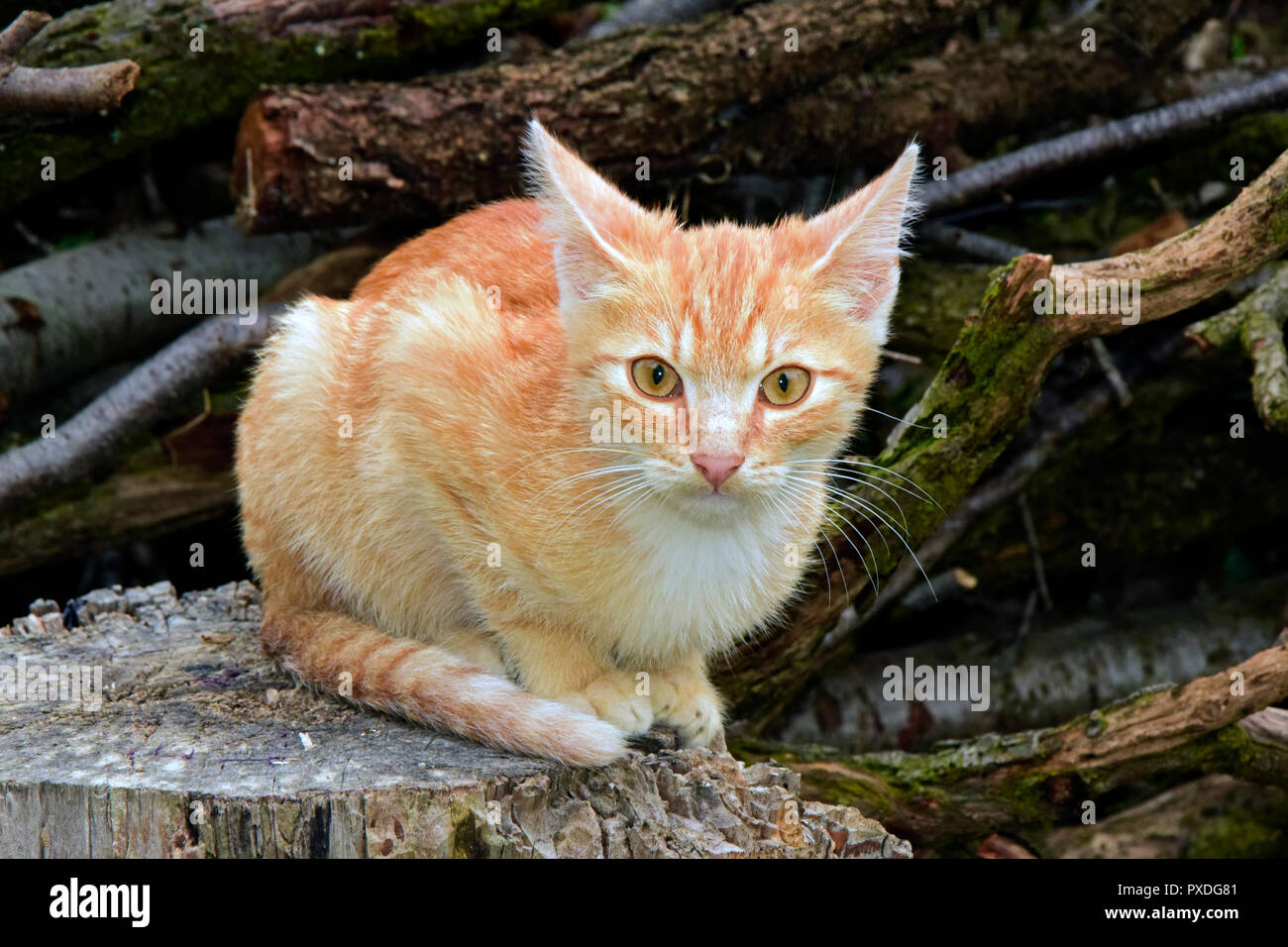 Scared cat tail hires stock photography and images Alamy
