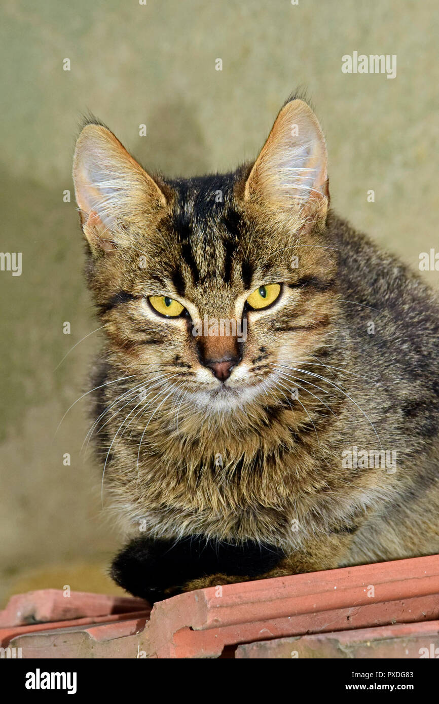 Frontal portrait of a striped, grey tabby kitten with yellow eyes, sitting on ceramic tiles and staring forward Stock Photo