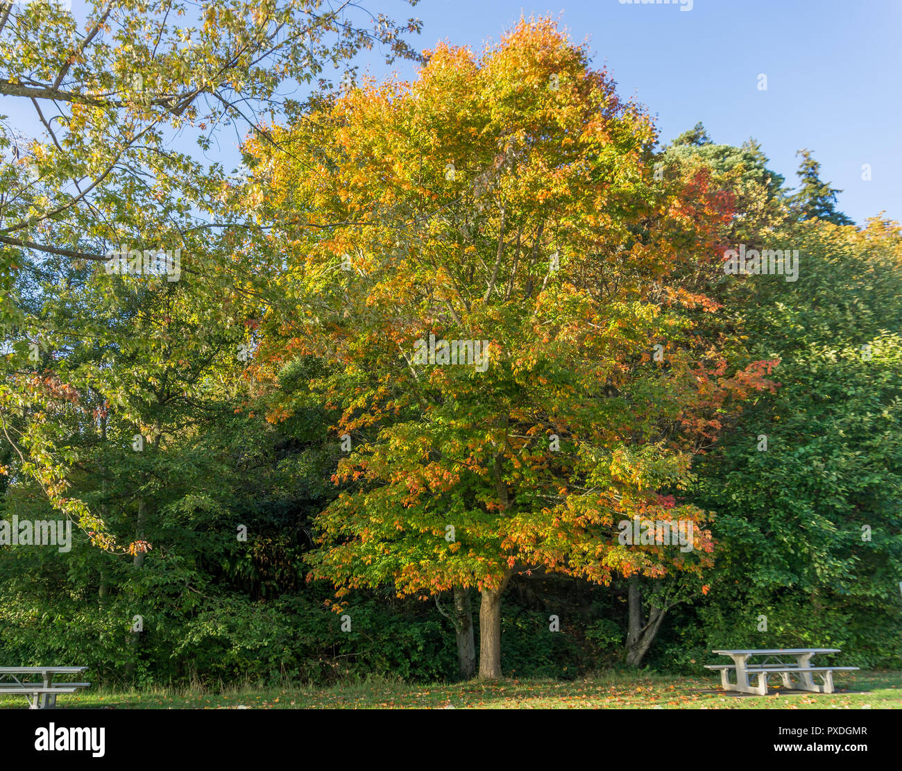 A view of a beautiful tree with autumn leaves at Saltwater State Park in Des Moines, Washington