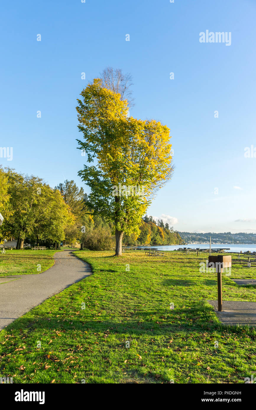 A tree with autumn leaves stands out at Saltwater State Park in Des Moines, Washington Stock
