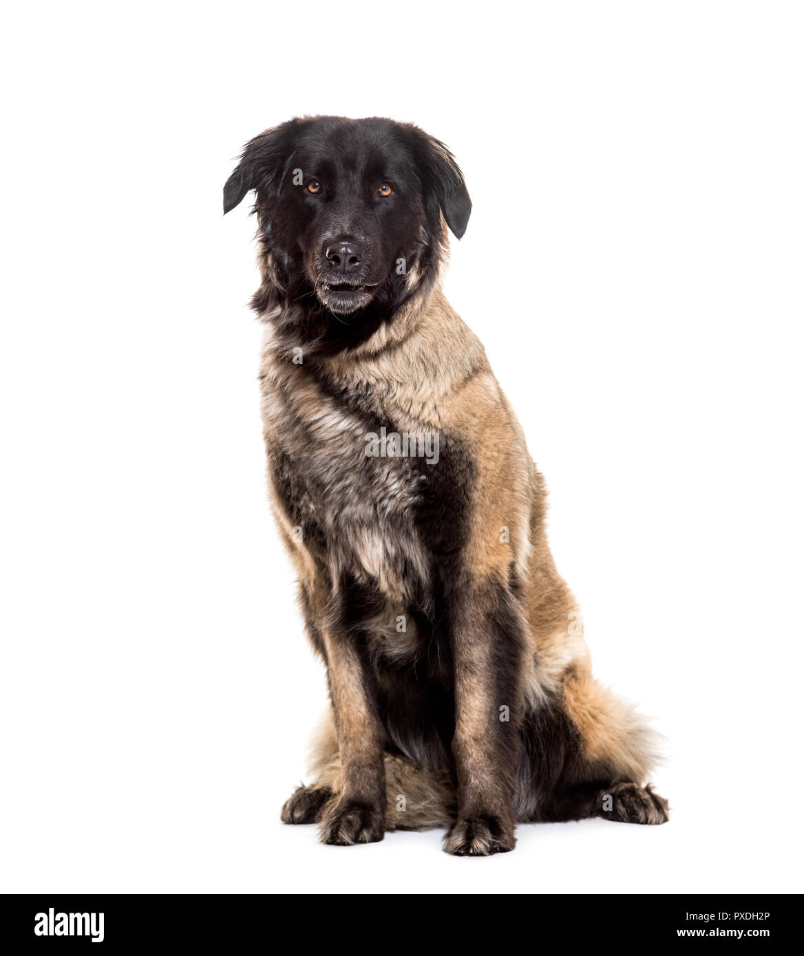 Estrela Mountain Dog, 5 years old, sitting against white background Stock Photo