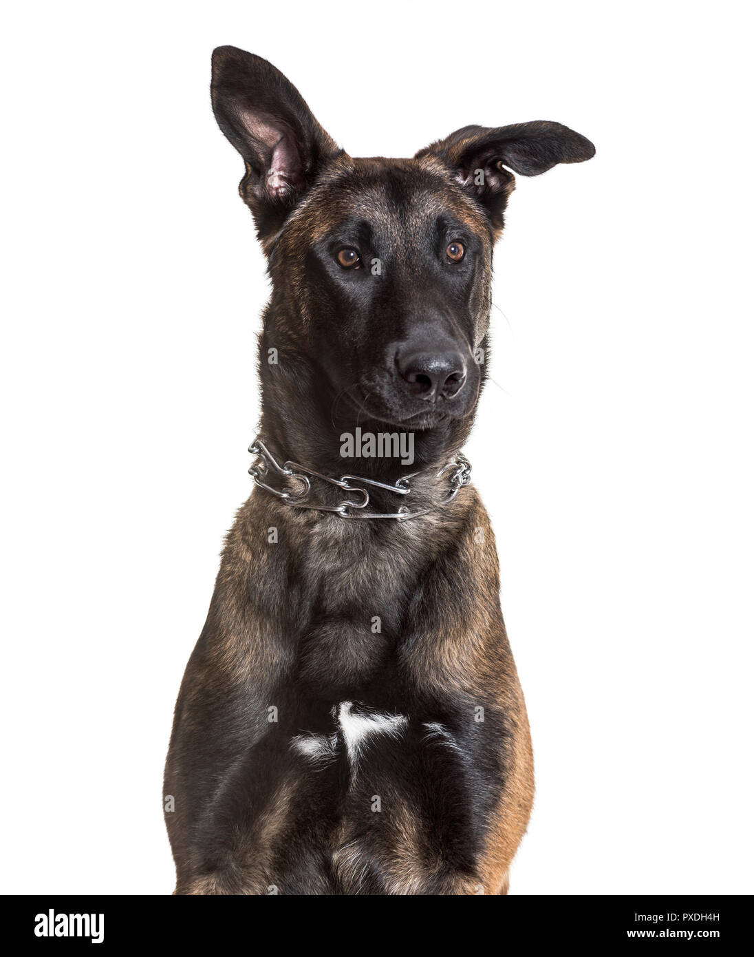 Belgian malinois hotsell 7 months