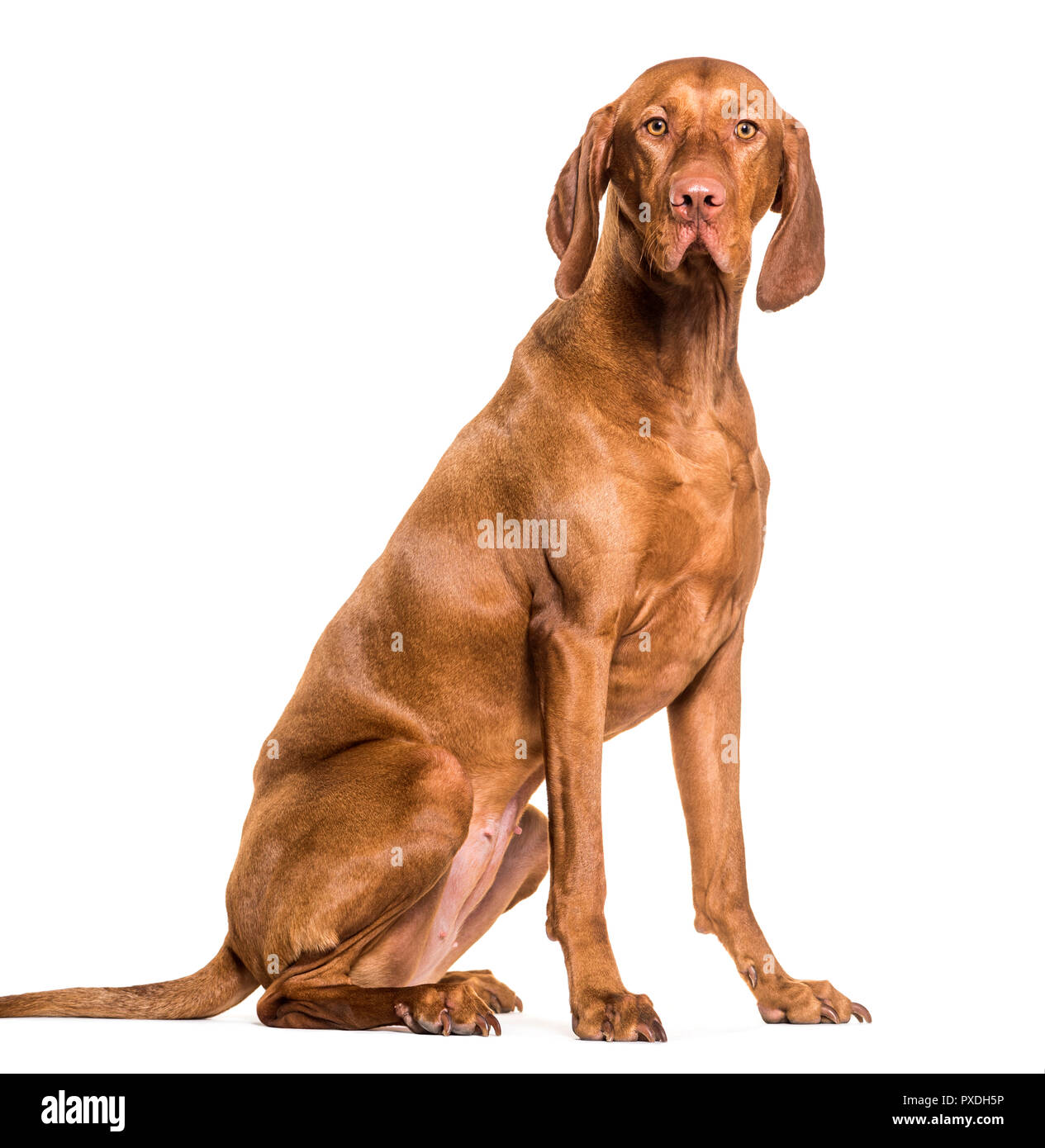1.5 years hotsell in dog years