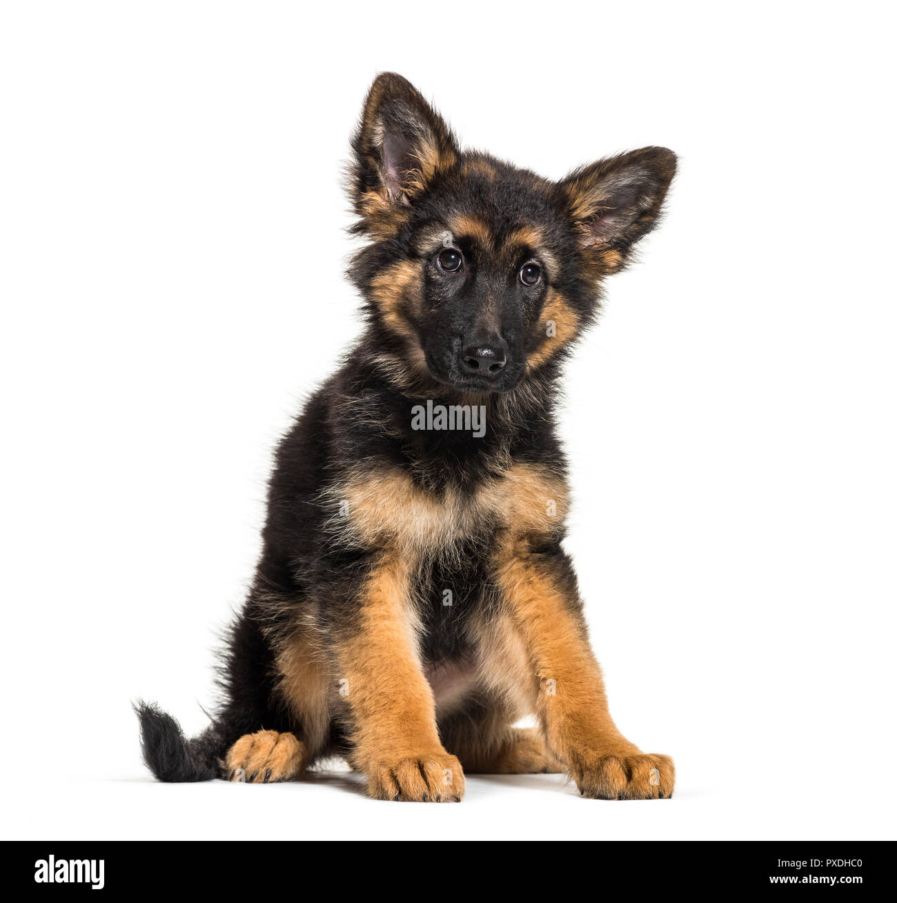 German Shepherd 3 Months Old In Front Of White Background Stock