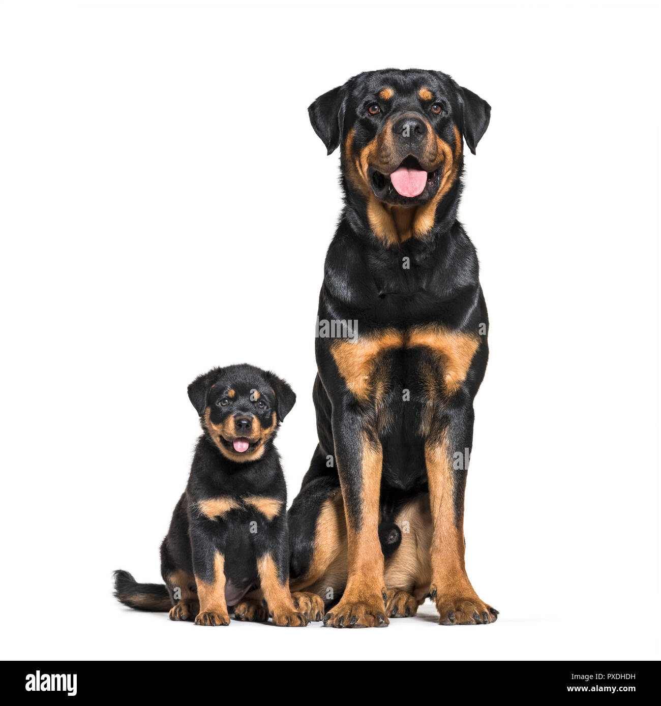 Page 3 - Cute Sitting Rottweiler Puppy High Resolution Stock Photography  and Images - Alamy