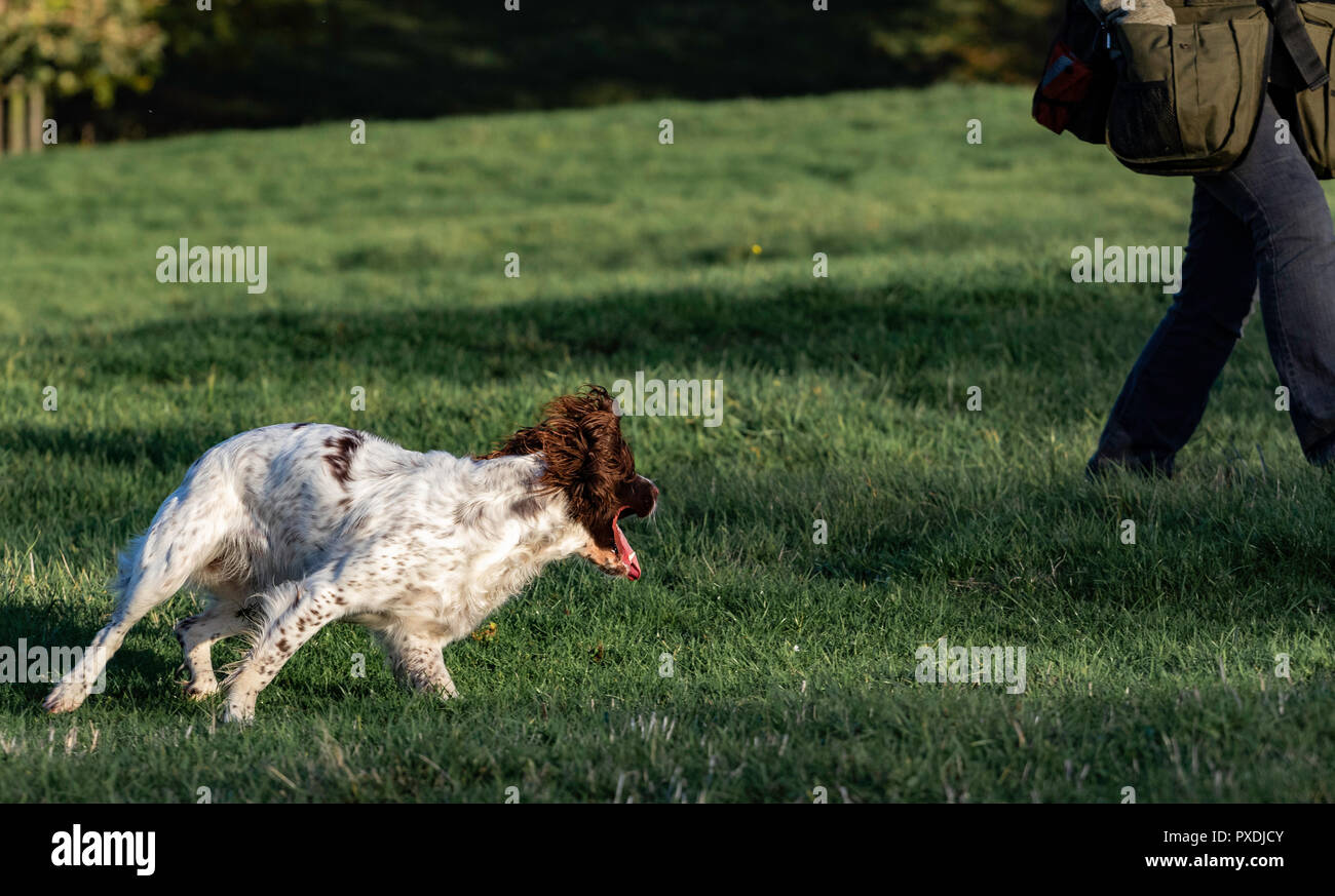 Gundog training with Working English Springer Spaniels Stock Photo