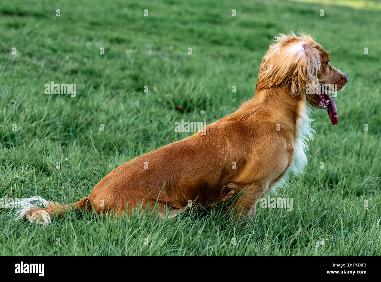 Working Cocker Spaniel gundog training Stock Photo Alamy