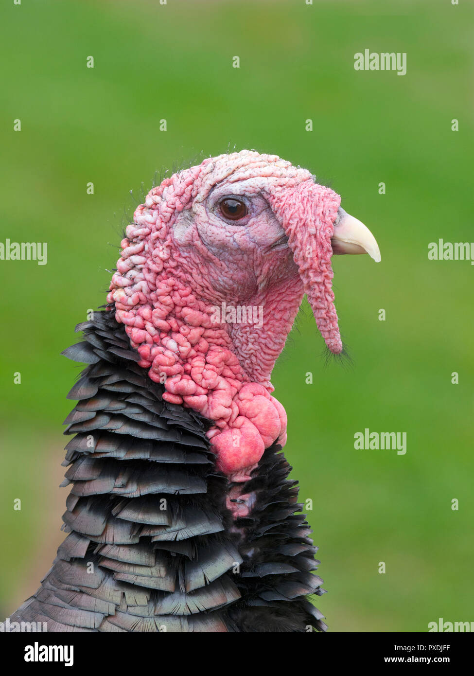 Norfolk Black Turkey Portrait Stock Photo