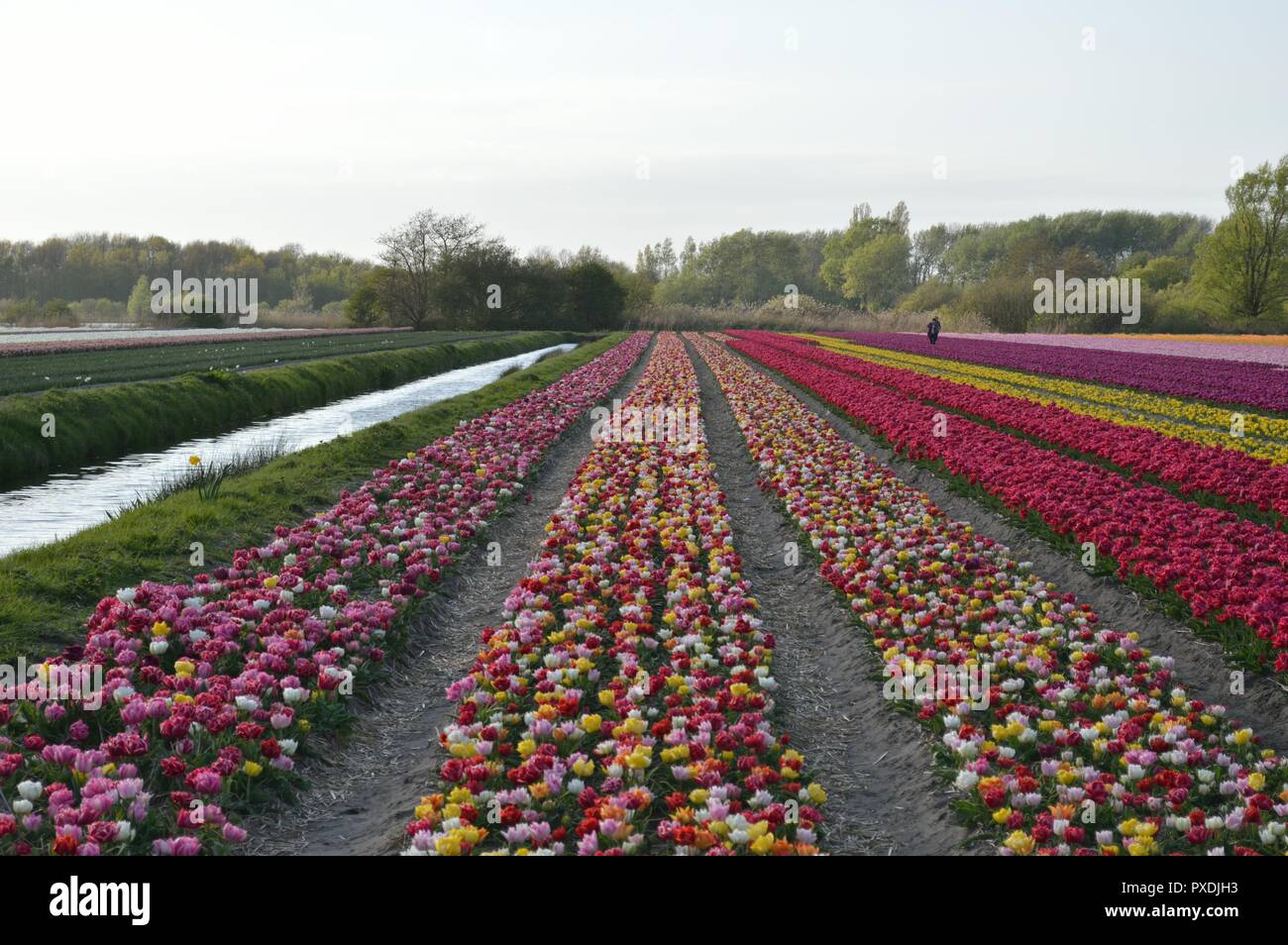 Tulip fields in holland Stock Photo - Alamy