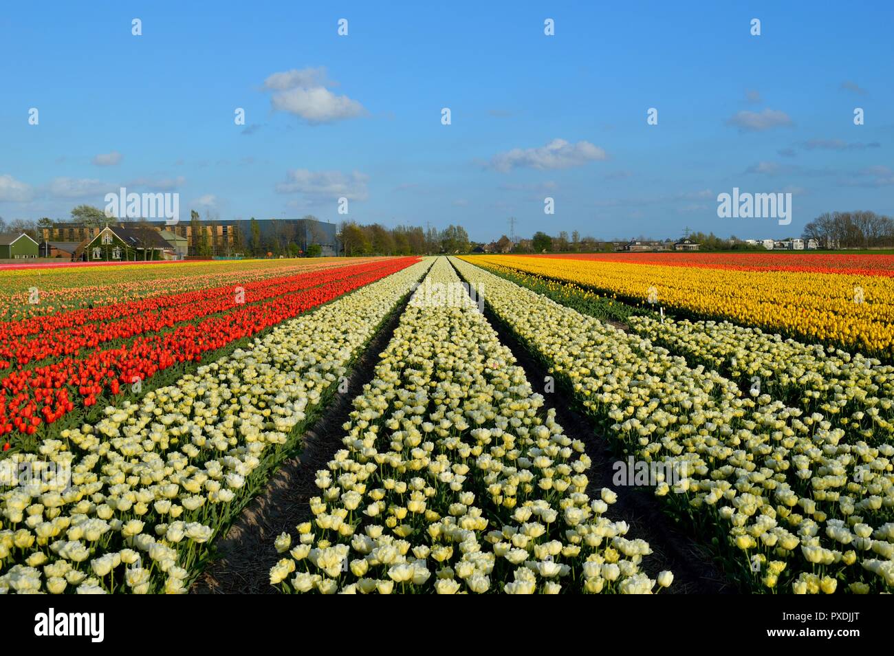 Holland farm hi-res stock photography and images - Alamy