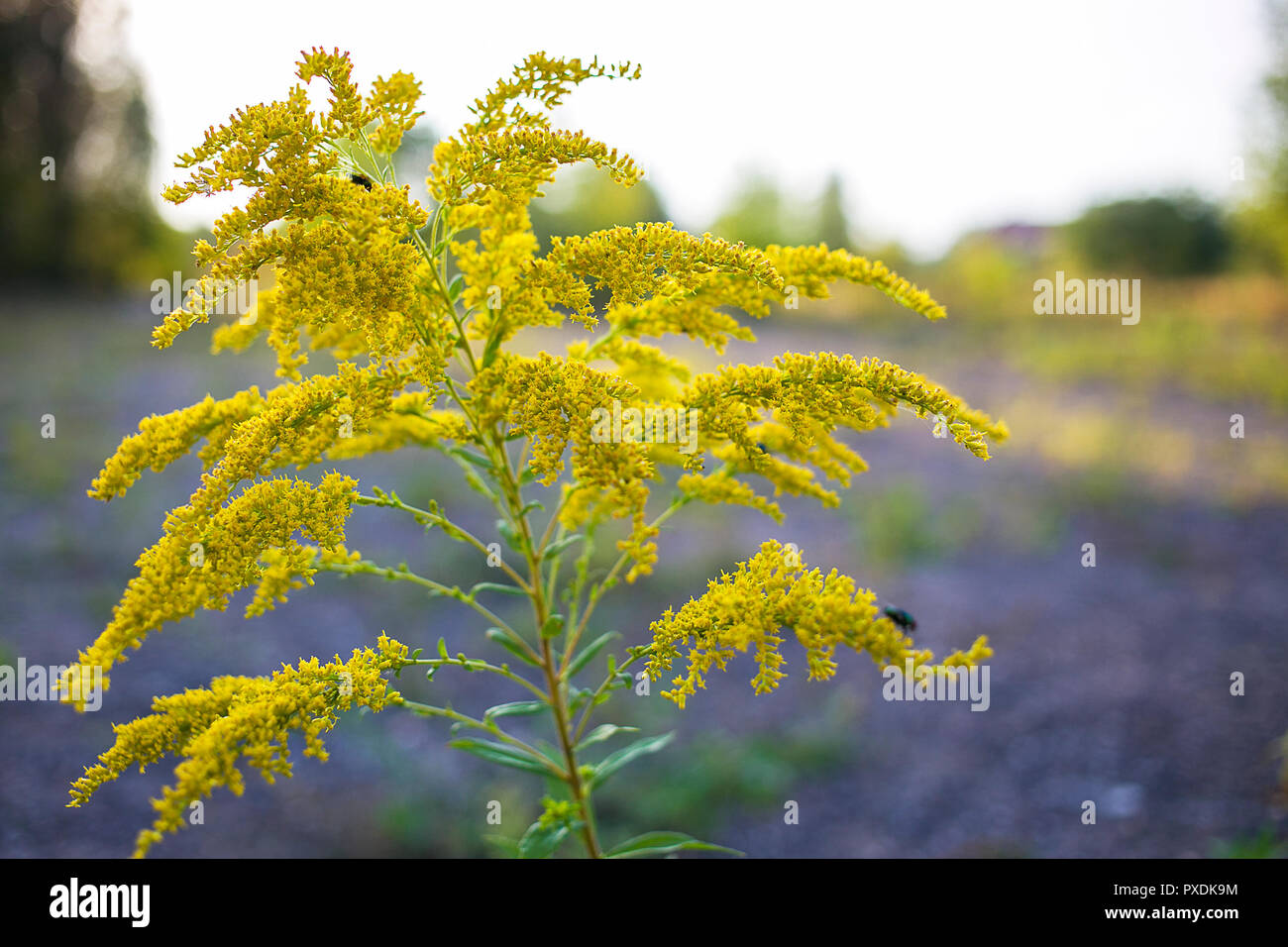 Single goldenrod occupied by flies on warm summer evening Stock Photo