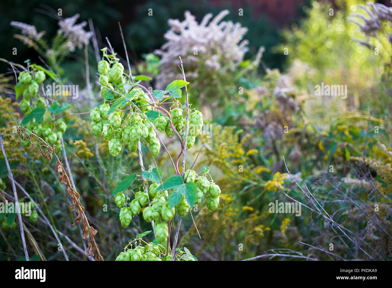 Wild beautiful green hops growing around abandoned factory in Greater Poland Stock Photo